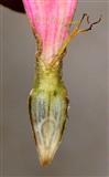  Ray Floret